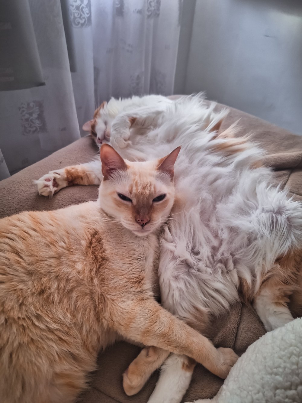 Dois gatos deitados juntos em um sofá, um creme e um branco de pelo longo.